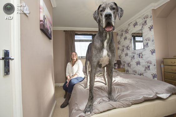Największy pies na świecie