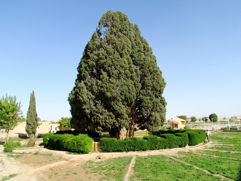 najstarsze drzewo na świecie Sarv-e Abarkuh