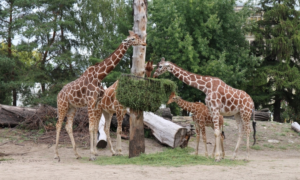 największe Zoo w Polsce 