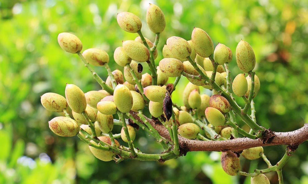 jak rosną pistacje drzewo pistacjowe