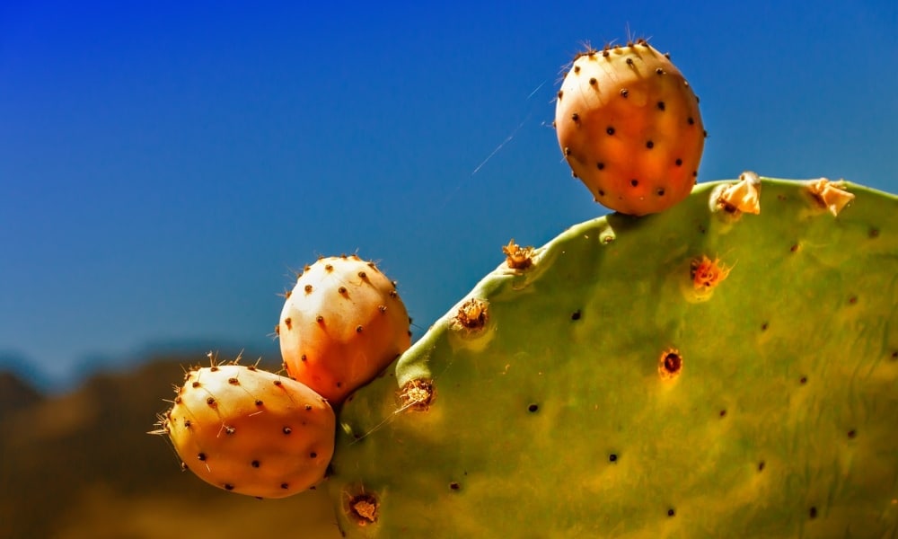 figi kaktusowe