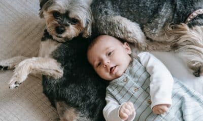 psy i dziecko