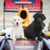Psy kierowców F1