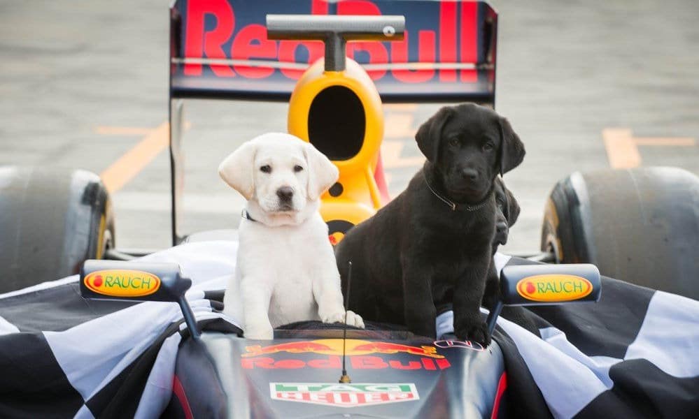 Psy kierowców F1